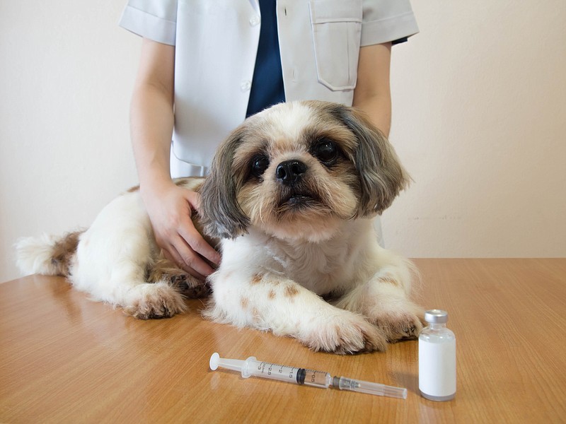 Shutterstock/Rabies Clinic