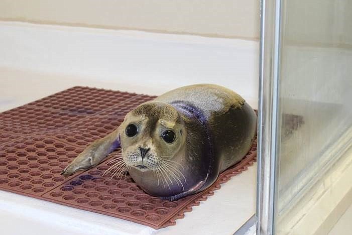 For more than 35 years, the Marine Mammal Stranding Center, which is located in Brigantine, has responded to over 5,000 strandings of seals, dolphins, whales and sea turtles. (Photo courtesy Patcong Creek Foundation)