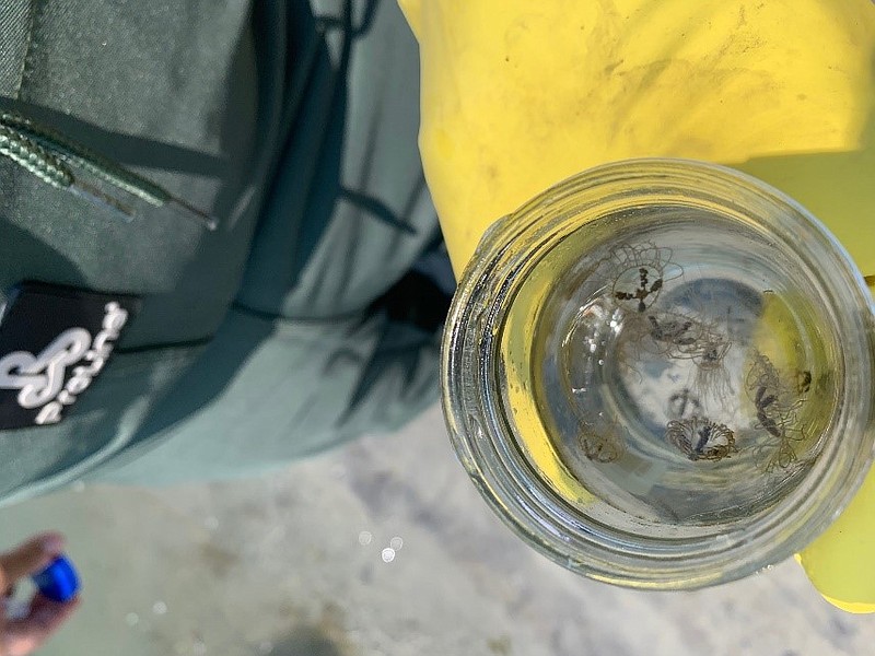 Montclair Photo/Clinging jellyfish taken from North Wildwood salt pond.