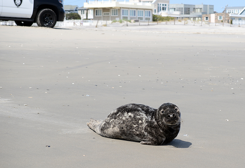 Steve Jasiecki/Seal resting on the beach.