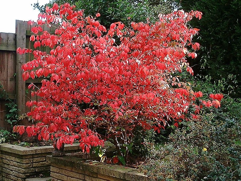 Euonymous alatus, aka Burning Bush.