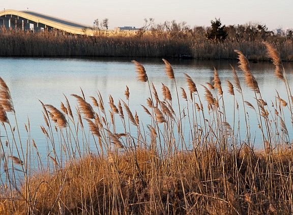 Steve Jasiecki/Phragmites are an invasive species common along causeways and wetlands areas.    