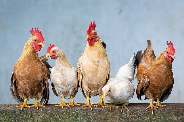 City says, no chickens in Ventnor.