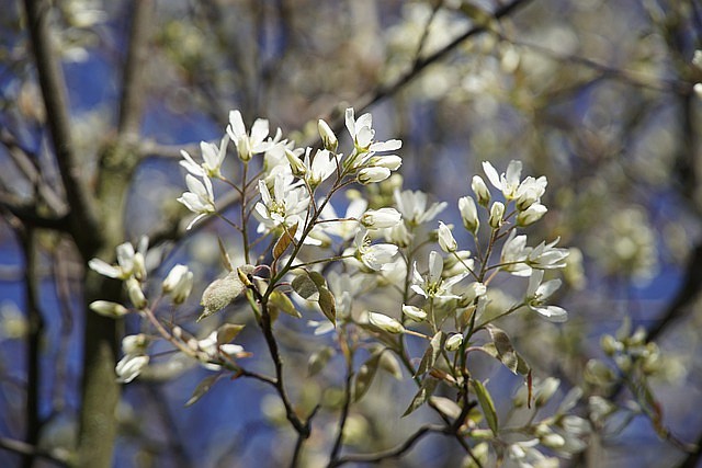  jhenning Pixabay/Serviceberry flowers.