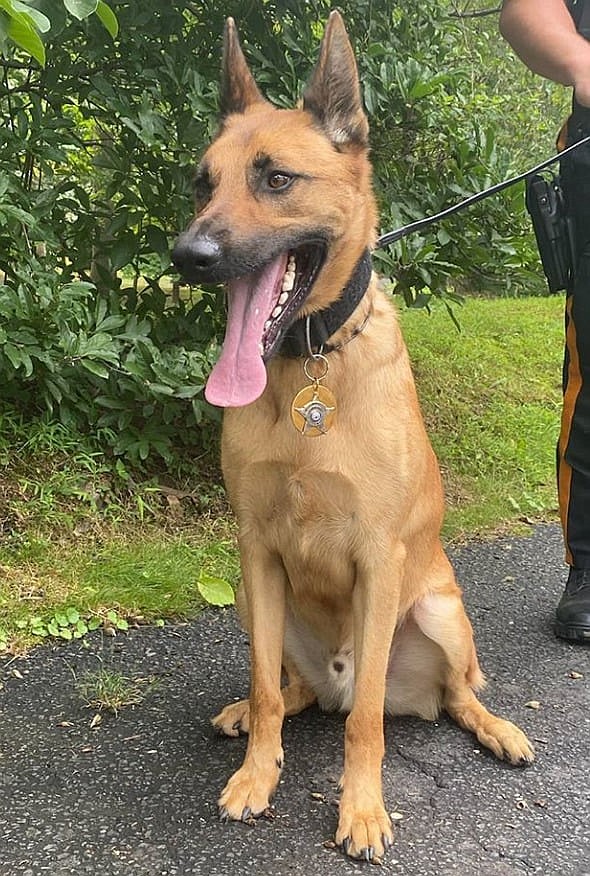 Provided/K-9 Officer Max of the Atlantic County Sheriff's Office received his pin on his birthday, Sept. 3.