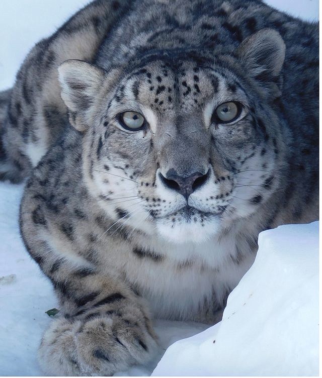 Cape May County Zoo/Himani, a snow lepard, was euthanized Friday. 
