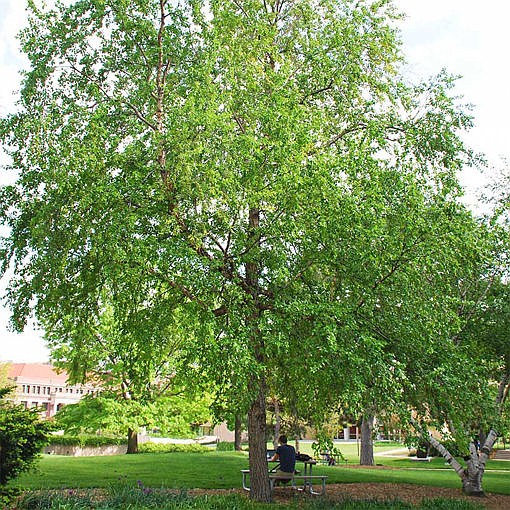 River birch trees are some of the free trees being distributed by AC Electric.