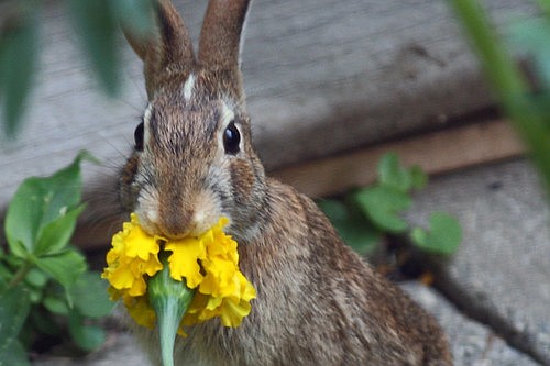 Bunnies love marigolds, so don't plant them, green team chairman says.