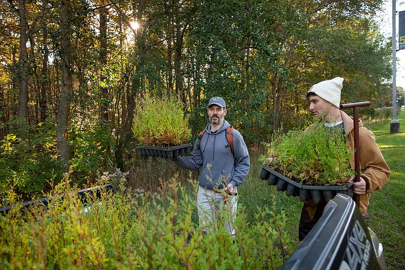 Susan Allen Stockton University/Stockton University Assistant Professor of Environmental Science Matthew Olsen (left) and senior Environmental Science major Kyle Caccamesi take Atlantic white cedar seedlings to be planted in the cedar swamp at Stockton. 