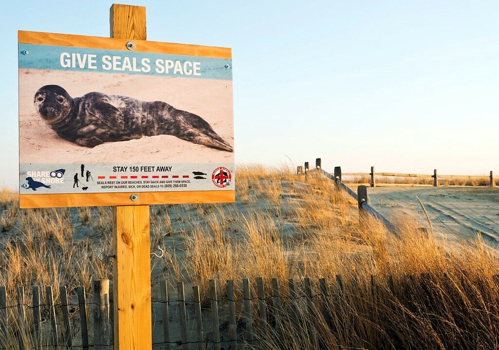 Sustainable Downbeach: Give the seals some space - DownBeach