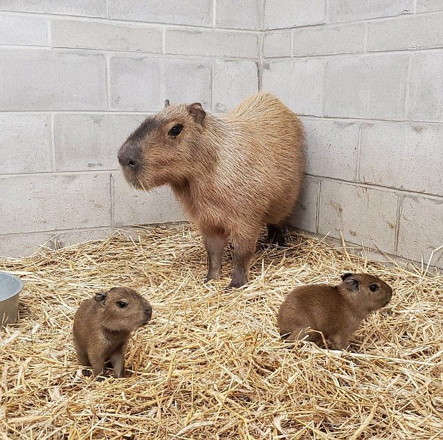 The mother, Budette, is keeping watch over her two babies. (Photo courtesy of Cape May County Zoo).
