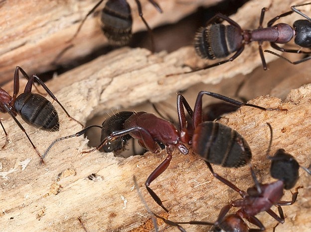 Carpenter ants are a common household problem that can be destructive. (Photo courtesy of Superior Pest Solutions)