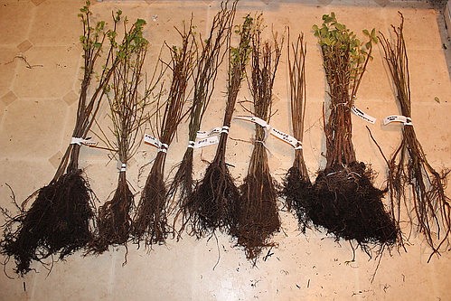 Bundles of 5 bare root tree seedlings will be distributed to Atlantic County residents on Arbor Day.