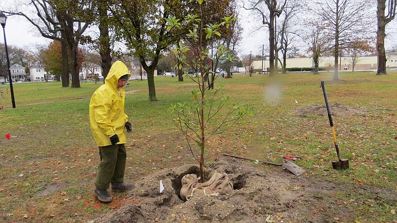 A contractor plants a tree after calling 811 for a markout.