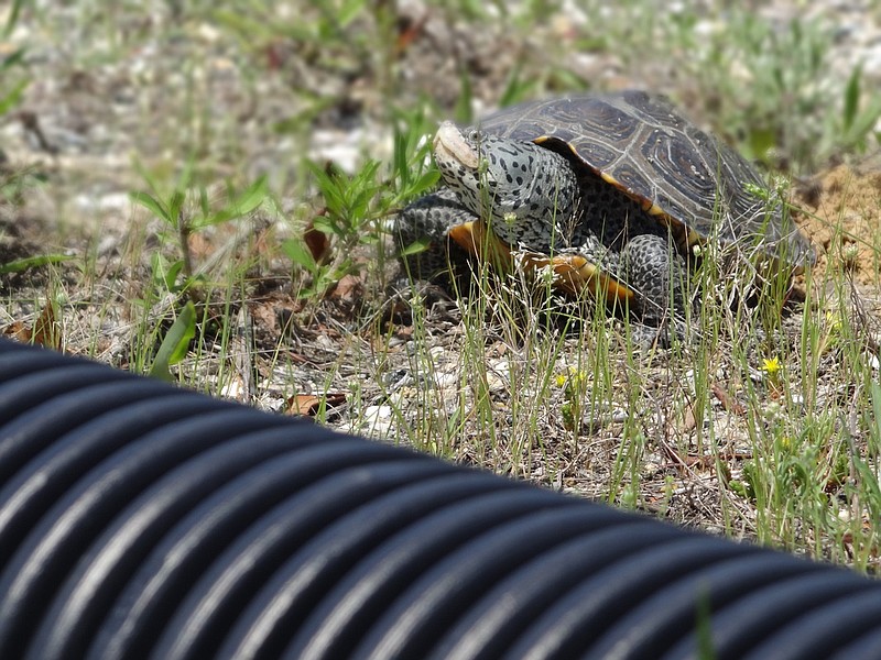 Diamond back terrapin approaches a barrier installed by volunteers along the Downbeach Express.