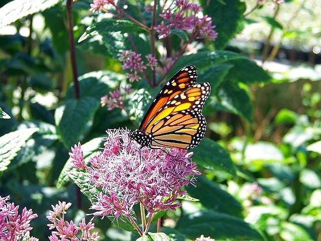 Monarch butterflies love milkweed, a native species.