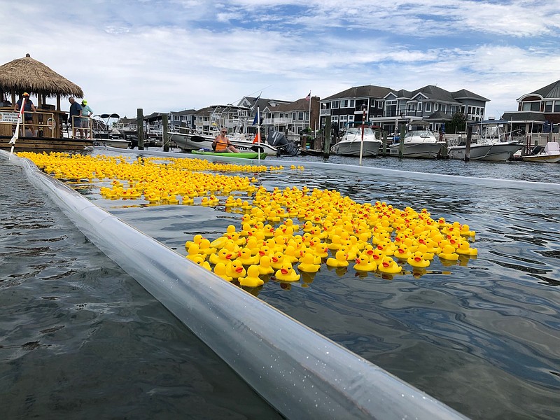 Steve Jasiecki/Rubber duckies make their way to the finish line.