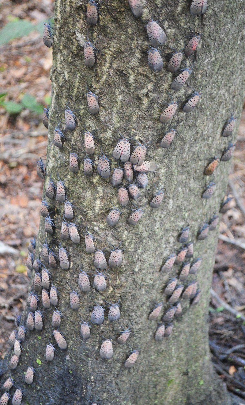 Spotted lantern flies on the tree of heaven.