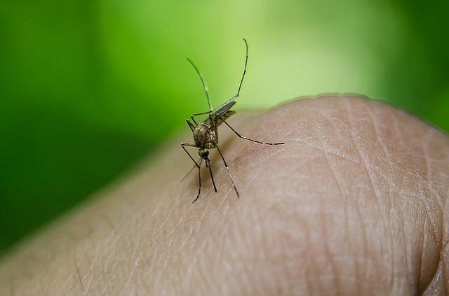 More West Nile virus detected in Northfield.