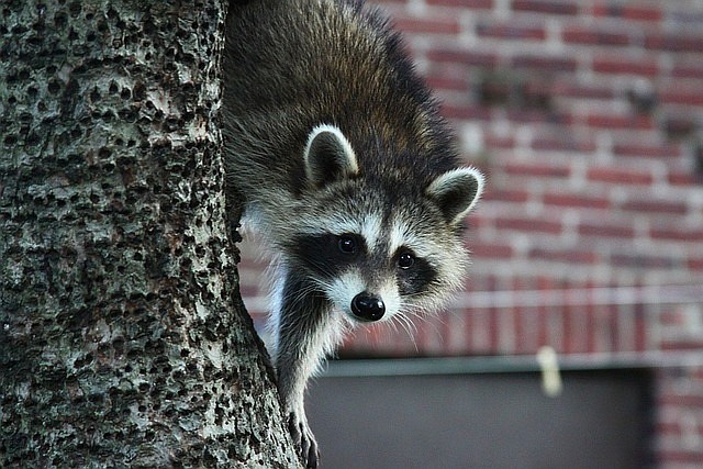 Pixabay/a rabid raccoon discovered in Somers Point.