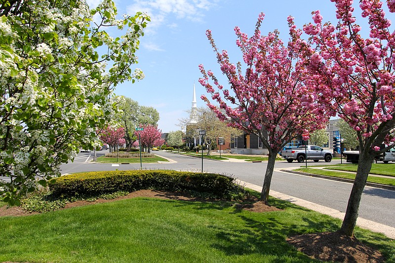 Photo by MITCH TANNEHILL/Margate Parkway cherry trees in bloom, spring 2022.