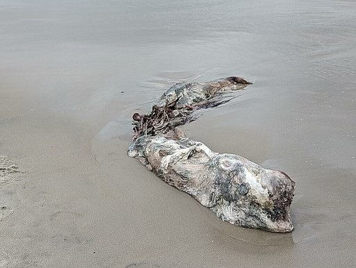 This pygmy sperm whale was discovered on the 49th Street beach.
