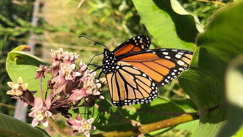 Native Plant Society of New Jersey