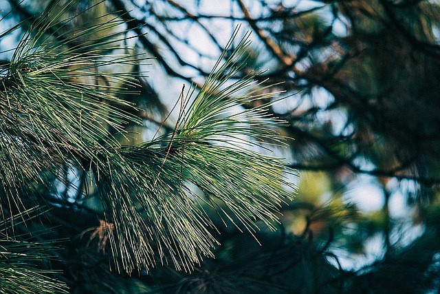 NJ Pinelands National Reserve