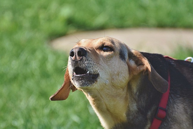 Barking dogs are disturbing neighbors in Longport.