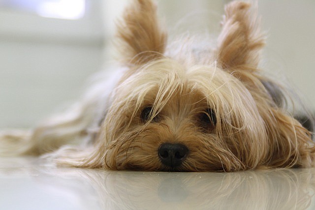 Yorkshire terrier