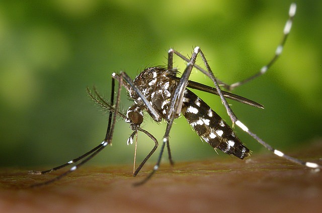 West Nile virus