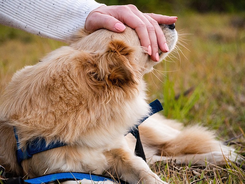 Volunteers needed at Atlantic County Animal Shelter.