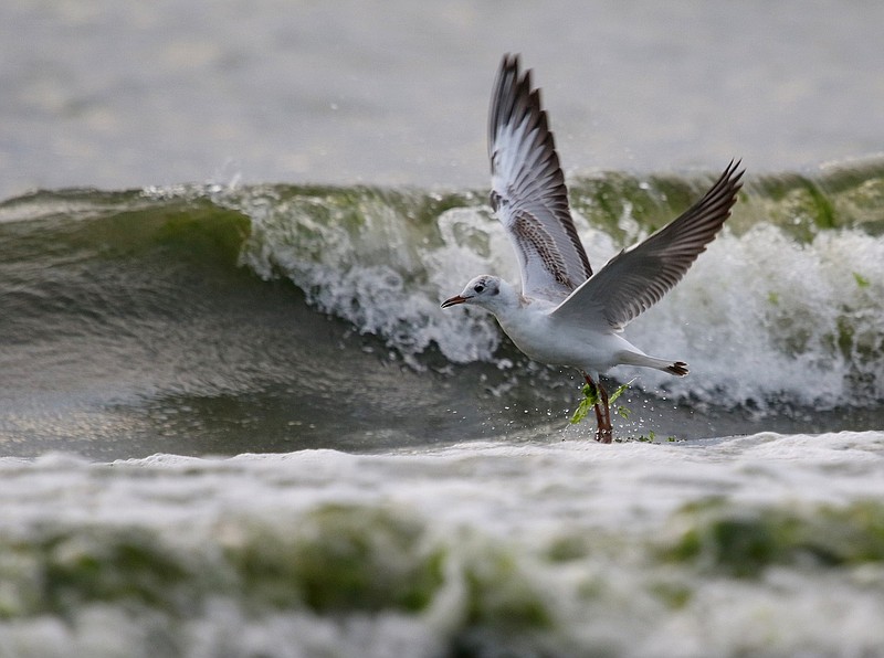 Rough surf in the Atlantic Ocean.