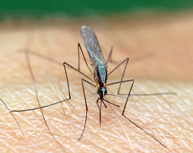 West Nile virus has been found in mosquito samples collected from around Atlantic County.