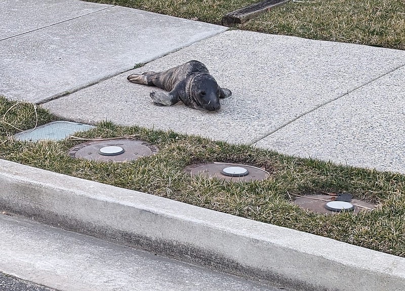 The seal pup, shown here wandering along a sidewalk in Ocean City on Feb. 7, died Monday. (Photo courtesy of Mike Trojak)