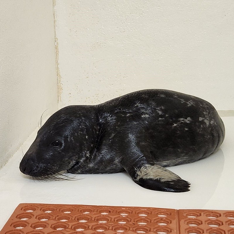 This seal pup is recovering at the Marine Mammal Stranding Center after being found on a busy Ocean City street. (Photos and video by Michael Trojak)