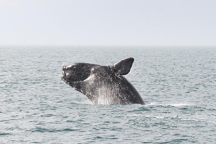 NOAA/North Atlantic Right Whale