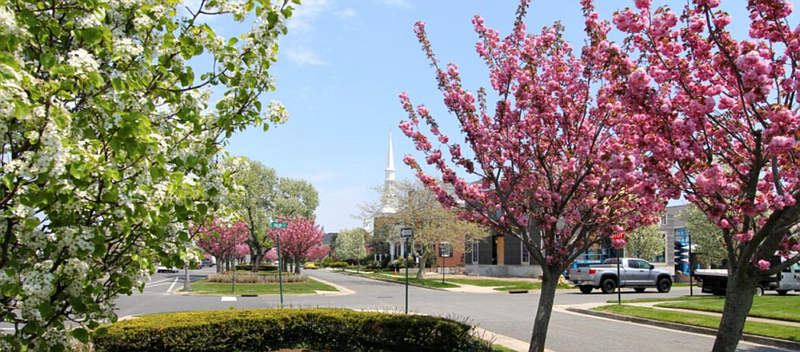 The second annual Cherry Blossom Festival will be held Sunday on the Parkway in Margate.