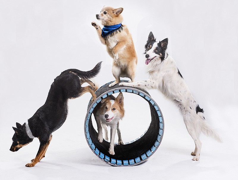 Provied/Mutts Gone Nuts' features nine of the world's most talented dogs that are trained with positive, force-free training by veteran comedy team Scott and Joan Houghton.