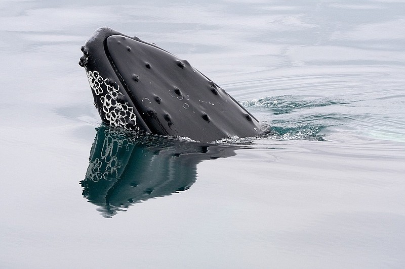 Pixabay/Humpback whale.