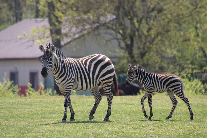 CAPE MAY COUNTY ZOO/The foal stays close to her mother, Lydia. 