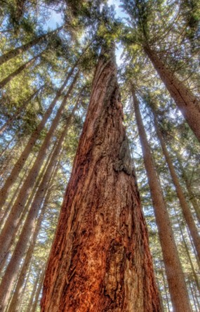 Mike Berago Explores Redwood National Park