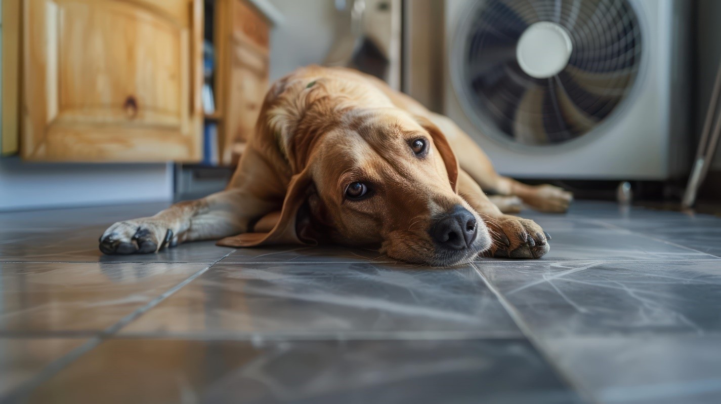 Jeff Derderian Explores How to Keep Your Pets Safe in Hot Weather This Summer