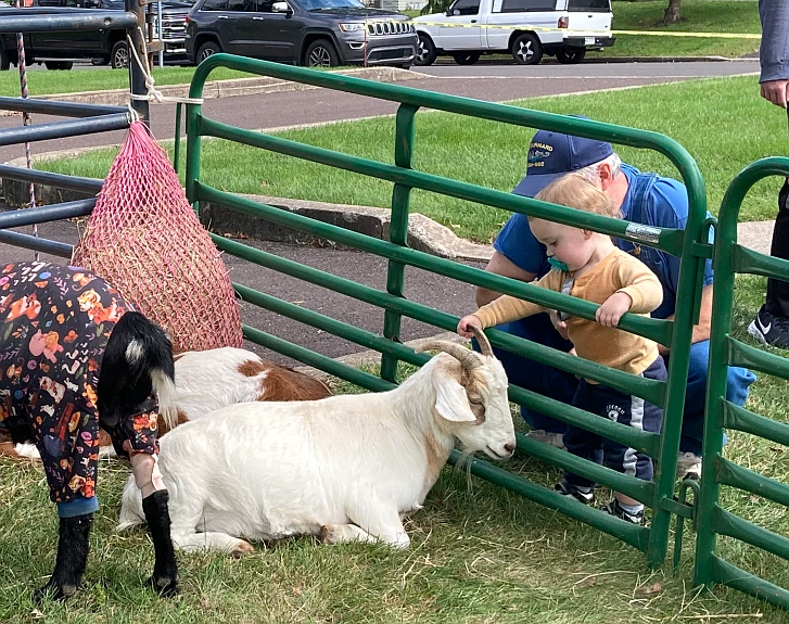 A child pets a goat at a petting zoo. 