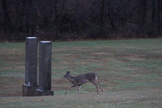 A deer runs at Bucks County Community College near the border with Tyler State Park. 