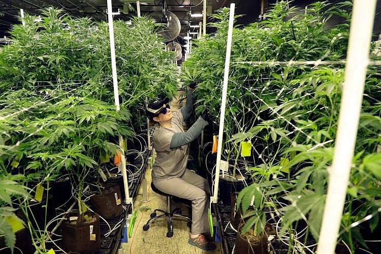 Heather Randazzo, a grow employee at Compassionate Care Foundation's medical marijuana dispensary, trims leaves off marijuana plants March 22, 2019, i