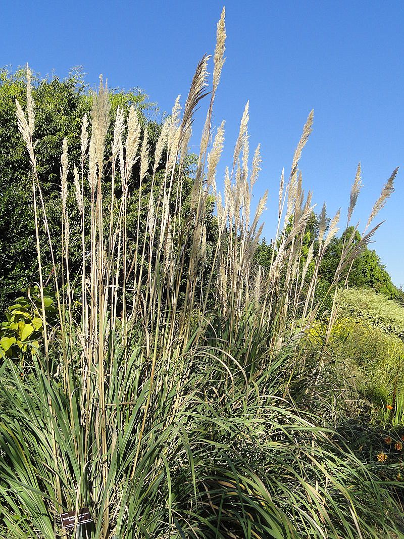 Ravenna grass in North Carolina. 