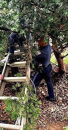 Officers work to free the teen from the tree. 