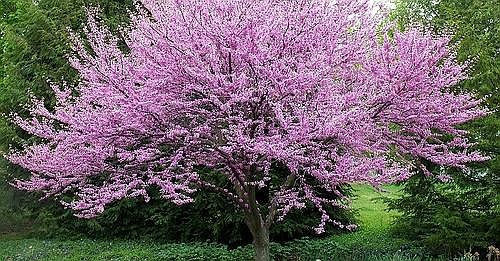 Eastern Redbud 