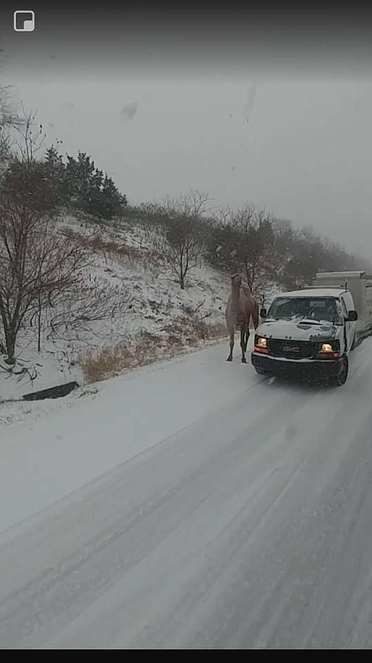 The camel is visible outside of the vehicle, as seen by a passing vehicle.